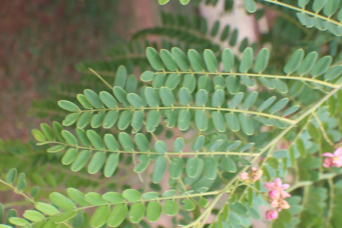 Cassia roxburghii DC.